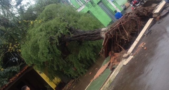  Ventania em Pinheiro arranca árvore e bombas de gasolina