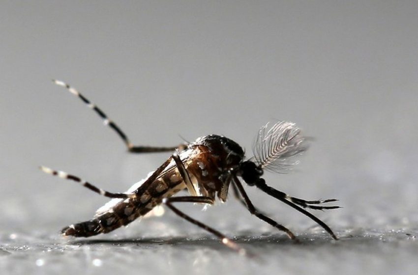  Maranhão tem menor incidência de casos de dengue no Nordeste