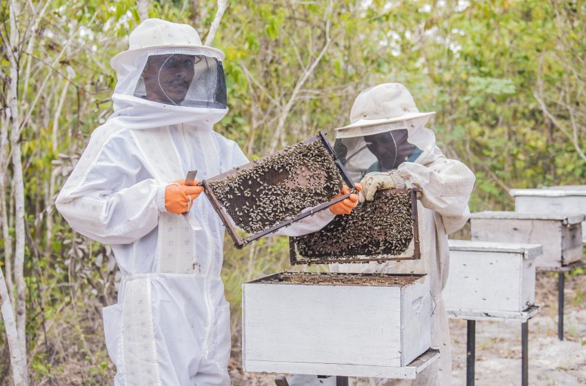  Município de Santa Luzia do Paruá inova na criação de abelhas e se torna maior produtor de mel do MA