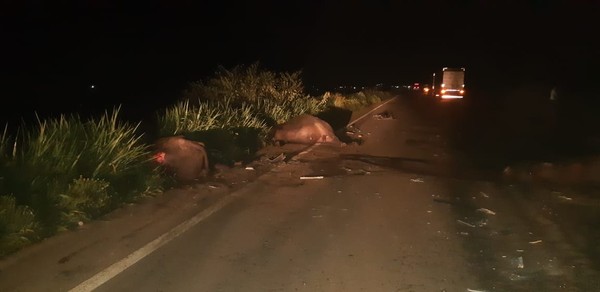  Búfalos soltos causam acidente com carreta na BR-135