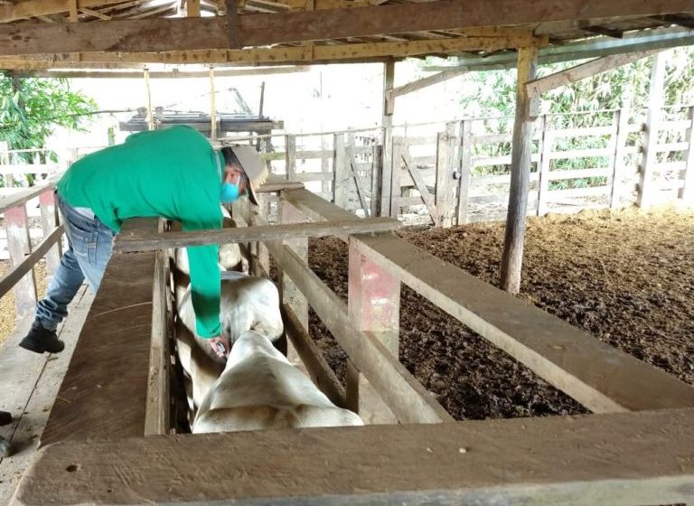  Maranhão deve vacinar oito milhões de bovinos contra aftosa