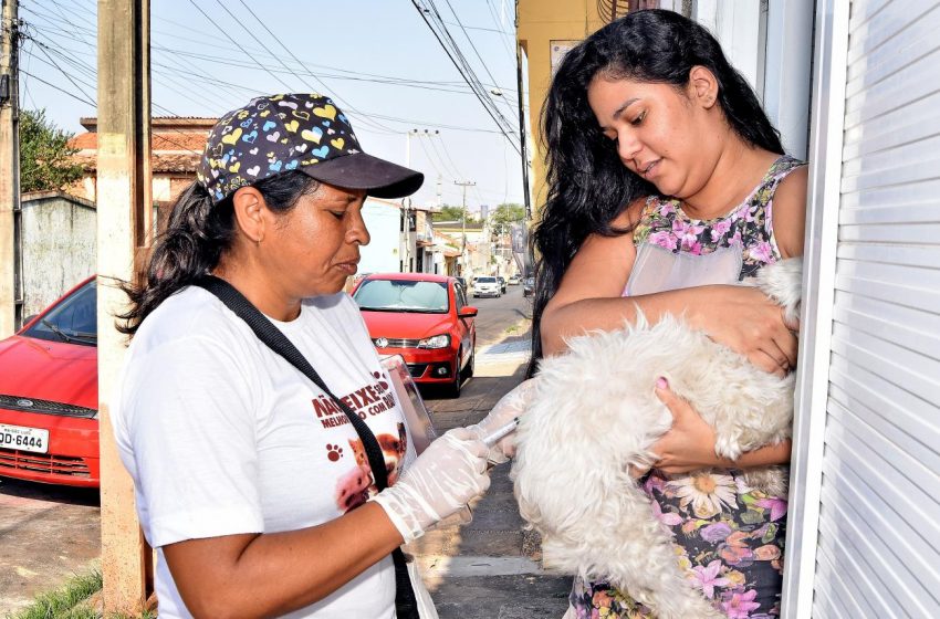  Vacinação Antirrábica é iniciada em São Luís