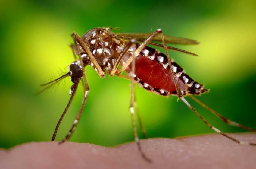  Maranhão recebe recurso extra para combate ao Aedes Aegypti