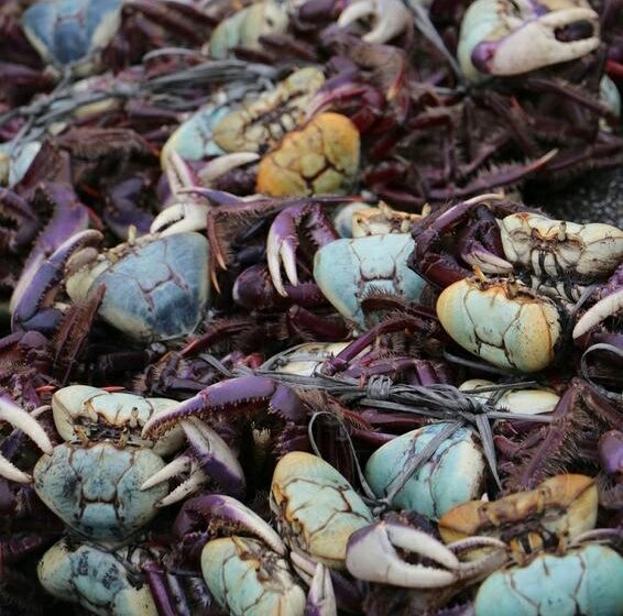  Captura do caranguejo uçá está proibido no Maranhão