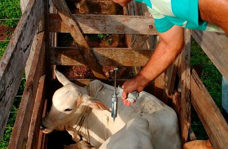  MA vacina 98,03% do gado contra a aftosa