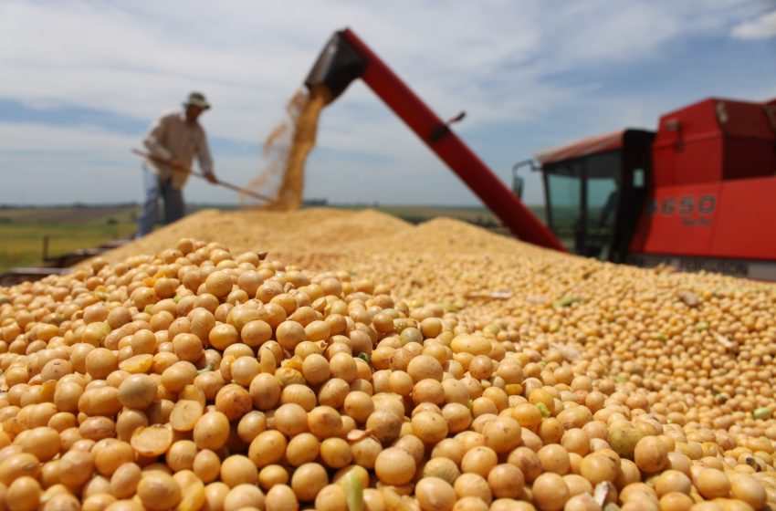  MA é o segundo maior produtor de soja do Nordeste