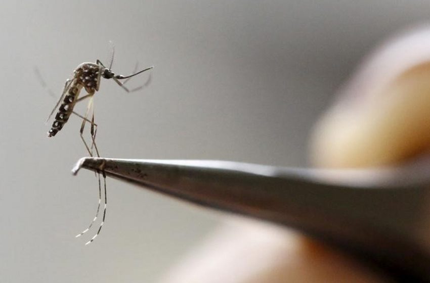  Estudo mostra que Zika chegou ao Brasil proveniente do Haiti