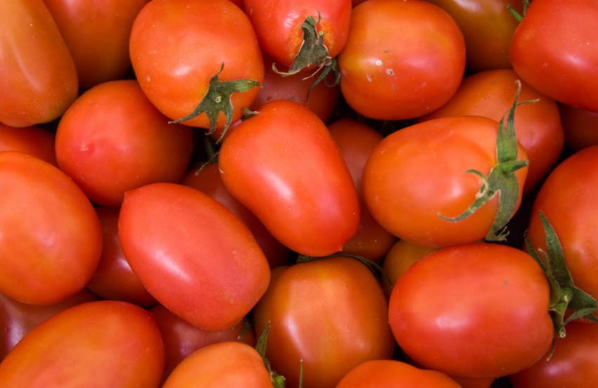  Novo tipo de tomate é mais nutritivos e mais produtivo