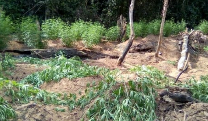  MA: Plantação de maconha é destruída