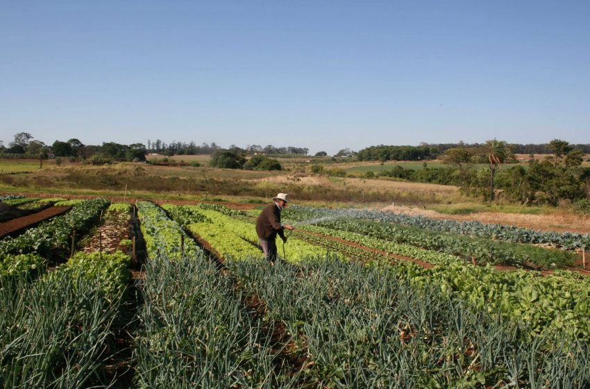  Aprovada MP que permite renegociação de dívidas rurais