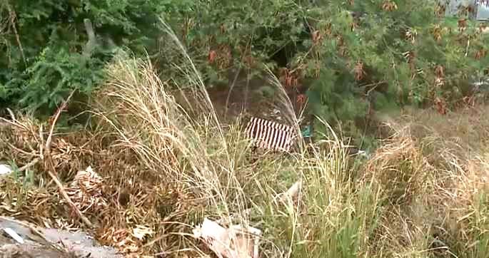  Corpos são encontrados em área de vegetação em São Luís