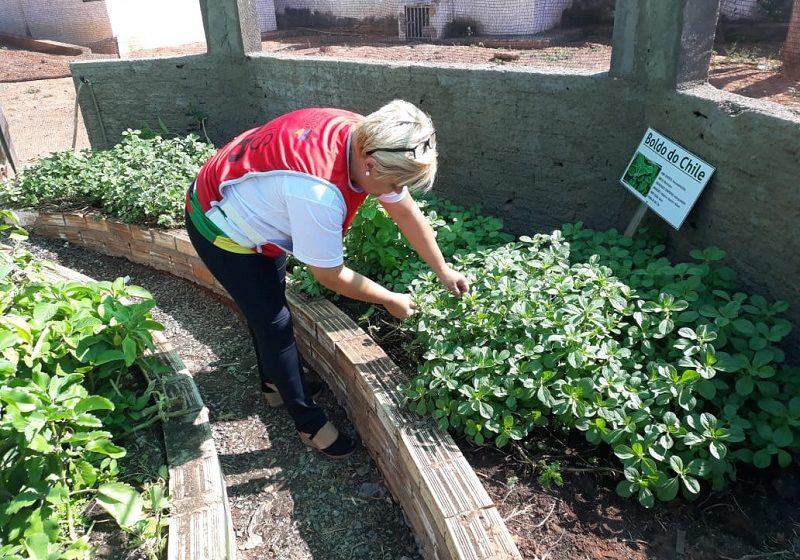  Programa promove o uso terapêutico de plantas medicinais no MA