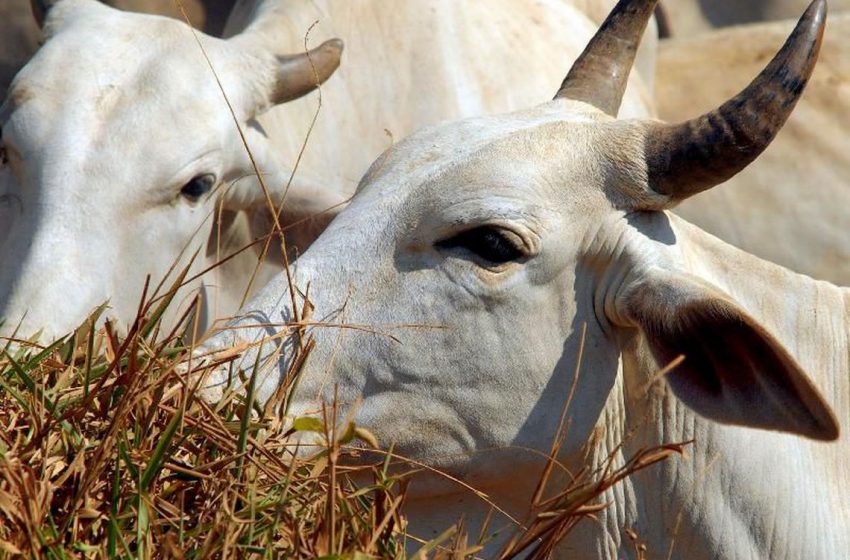  Identificado genes que determinam qualidade da carne bovina