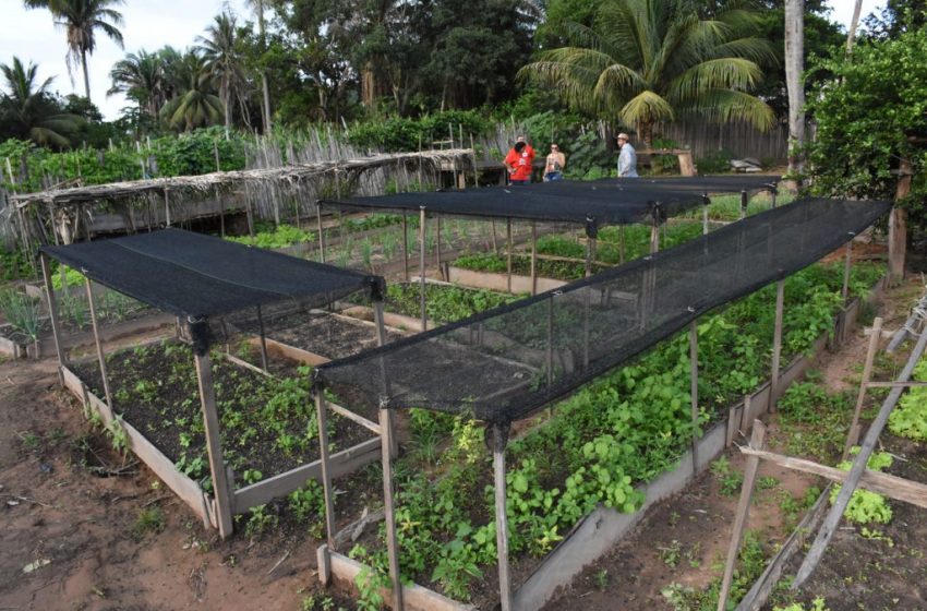  Projeto Farmácia Viva ganha reconhecimento federal