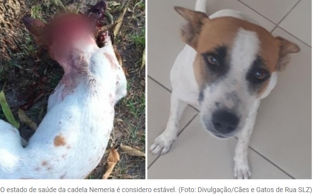  Vigilante nega agressão a animal em SL