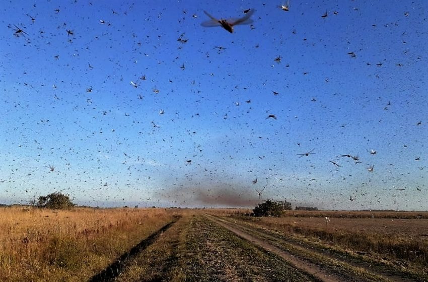  Nuvem de gafanhotos: Ministério da Agricultura declara emergência fitossanitária no RS