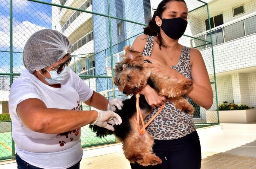  Começa Campanha de Vacinação Antirrábica em São Luís