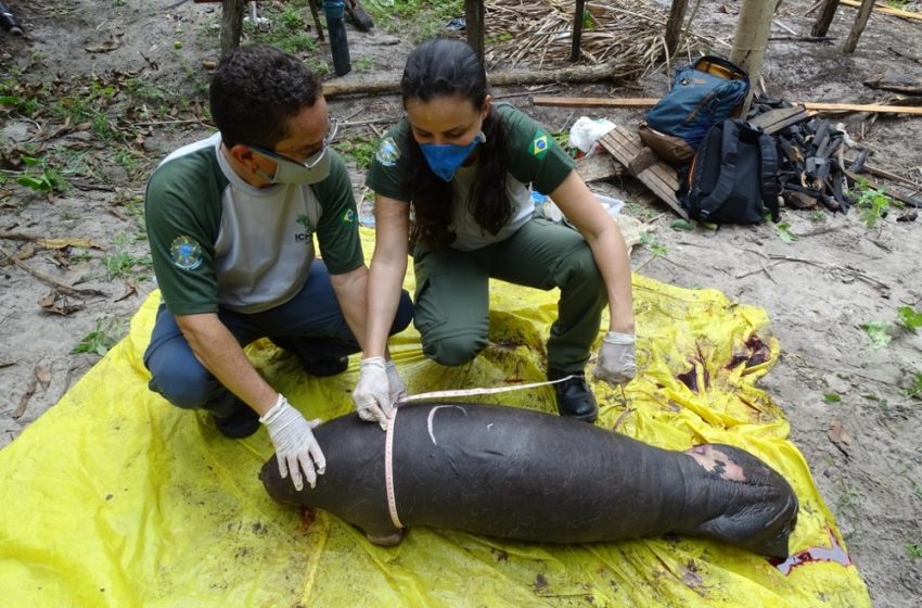  Filhote de peixe-boi é encontrado morto no Maranhão