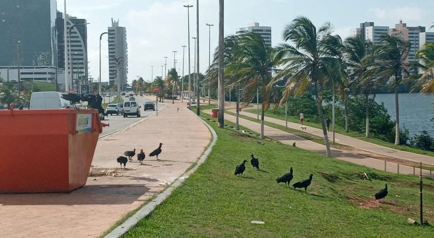  Infestação de urubus vem causando incômodo em São Luís