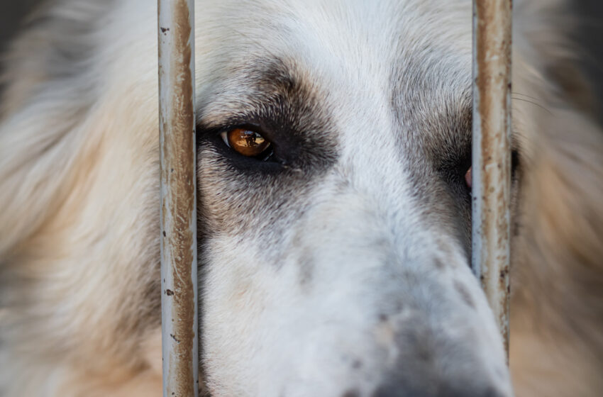  Município de São Luís é condenado por omissão em maus-tratos a animais